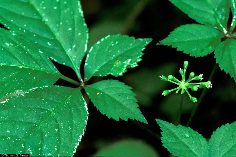 جینسنگ آمریکایی